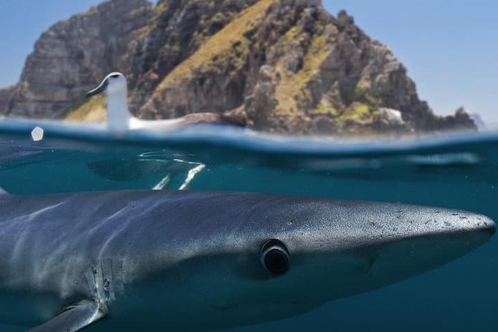 Face-to-Fin Shark Cage Diving in Cape Town's False Bay photo 2