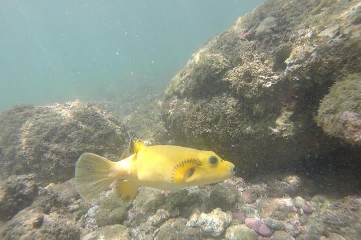 Kayak and Snorkel to Chora Island from Samara — Half-Day Wildlife Paddle photo 4