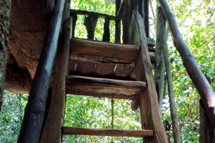 Kanneliya Rain Forest Tour: Guided Hike in Sri Lanka's Biodiversity Hotspot photo 6