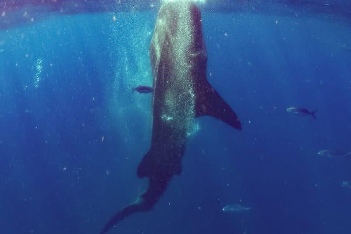 Swim with Whale Sharks in Cancun: Small-Group Snorkel Adventure photo 5