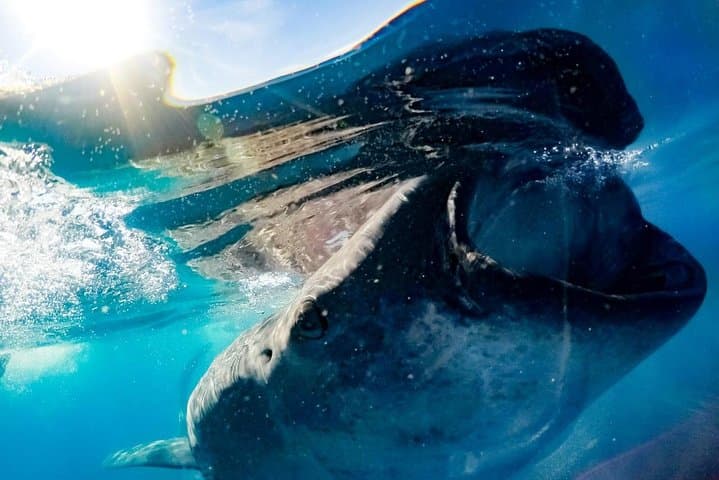 Swim with Whale Sharks in Cancun: Small-Group Snorkel Adventure photo 6