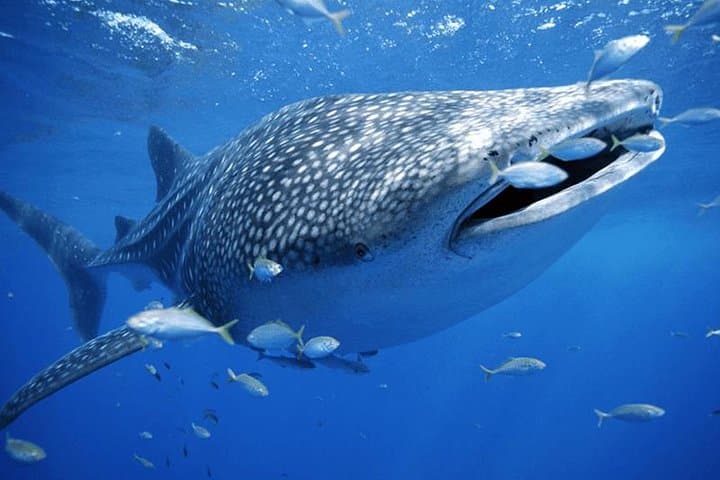 Snorkel with Whale Sharks from Cancun: Private Eco-Friendly Tour photo 2
