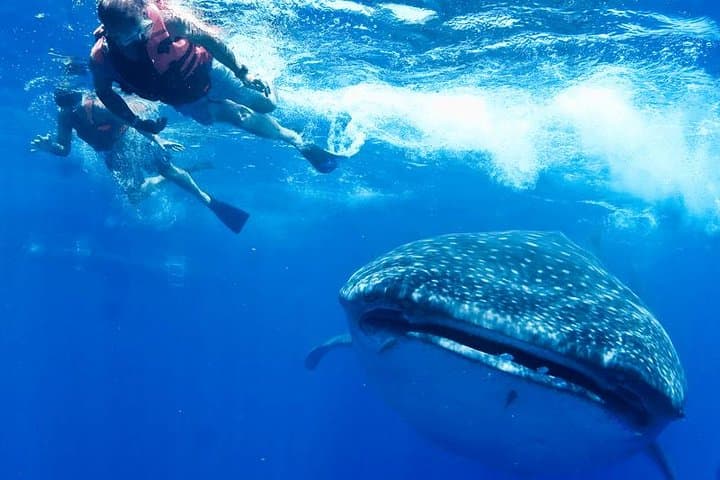 Snorkel with Whale Sharks from Cancun: Private Eco-Friendly Tour