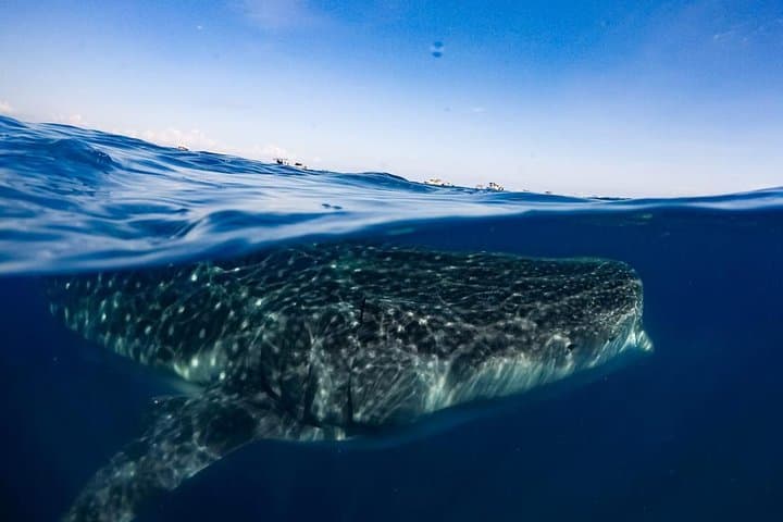 Swim With Whale Sharks in the Riviera Maya: Private Ecofriendly Tour Guide photo 3