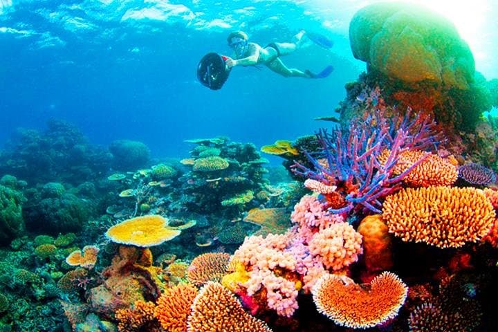 Roatan Catamaran Snorkel Party: North Shore Reef Wall, Starfish & Shipwreck photo 6