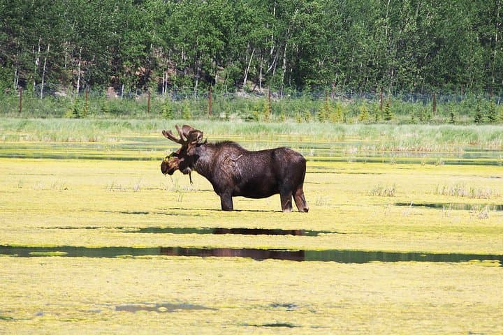 Half-Day Arctic Wildlife & Hot Springs Tour from Whitehorse