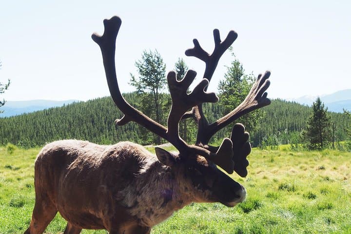 Half-Day Arctic Wildlife & Hot Springs Tour from Whitehorse photo 3