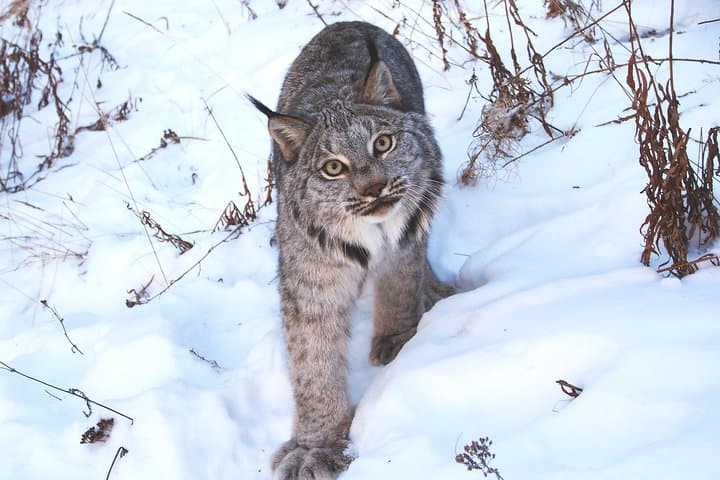 Half-Day Arctic Wildlife & Hot Springs Tour from Whitehorse photo 6