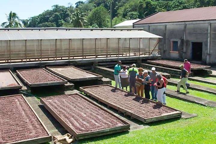 Belmont Estate & Grand Etang: Chocolate, Waterfalls and Rainforest on a Half-Day Tour photo 6
