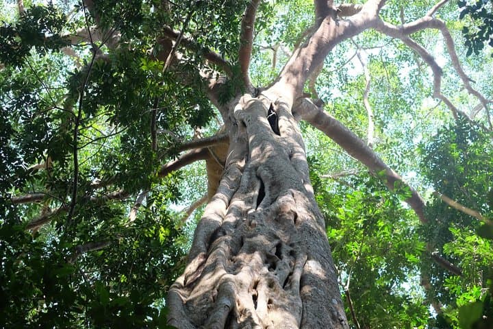 Doi Suthep Trek: Market, Temple and Waterfall Hike from Chiang Mai photo 6