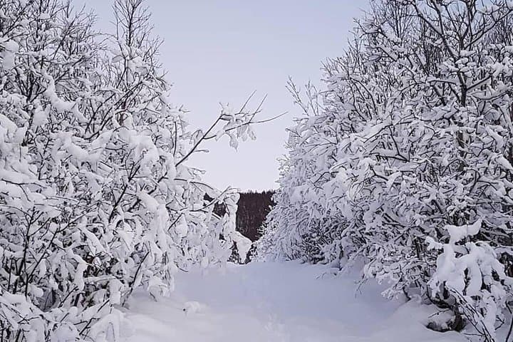 Snowshoeing With a View: Hompan Summit Winter Walk from Tromsø photo 5