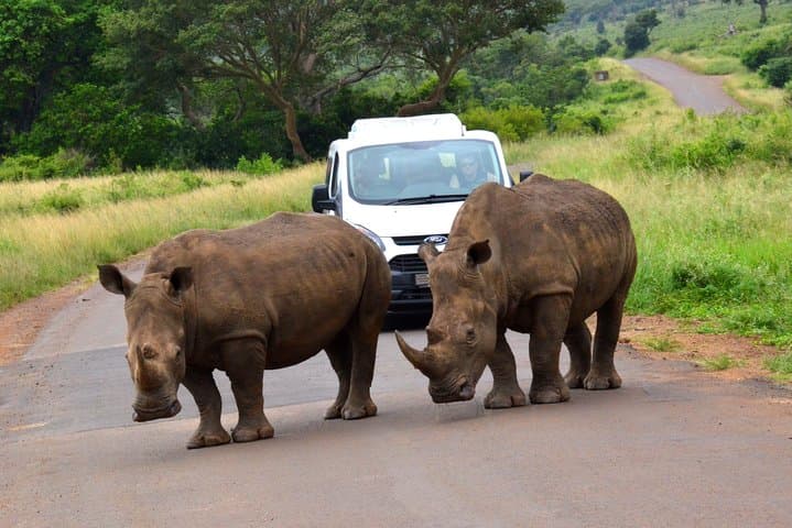 From Durban: Hluhluwe‑Imfolozi Big Five Safari and St Lucia Estuary Boat Trip photo 4