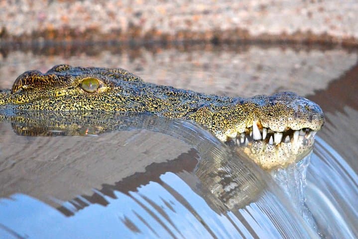 From Durban: Hluhluwe‑Imfolozi Big Five Safari and St Lucia Estuary Boat Trip
