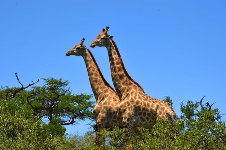 From Durban: Hluhluwe‑Imfolozi Big Five Safari and St Lucia Estuary Boat Trip photo 5
