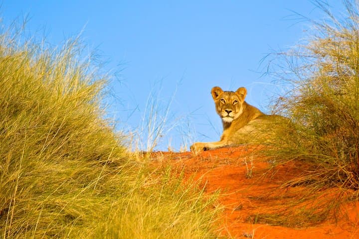 From Durban: Hluhluwe‑Imfolozi Big Five Safari and St Lucia Estuary Boat Trip photo 6