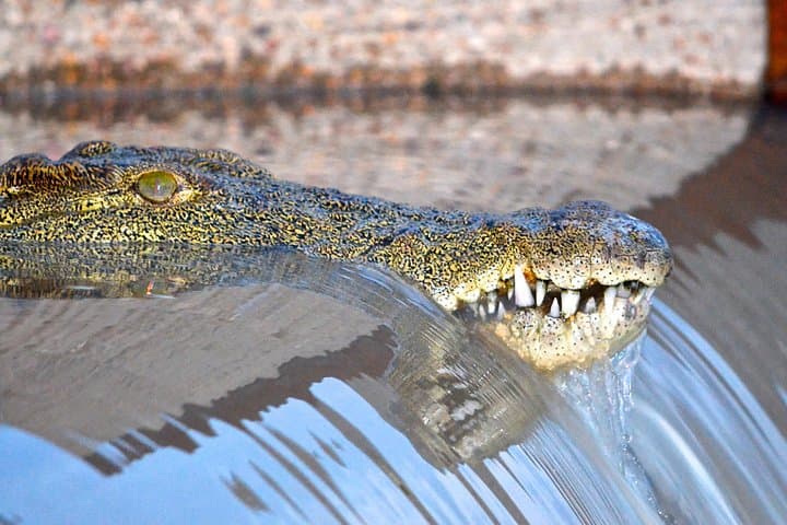 St Lucia Isimangaliso Boat Safari: Day Trip from Durban to the Estuary