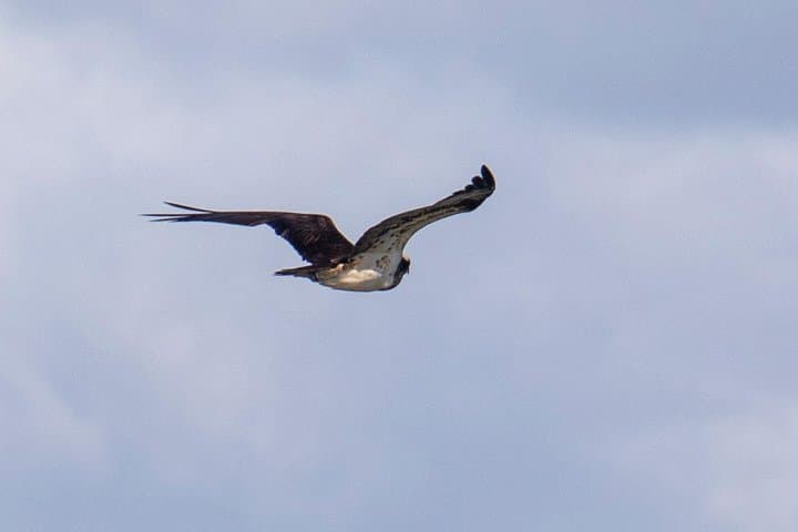 Lisbon Birdwatching Boat Tour — Tagus Estuary Birding Cruise from Lisbon photo 6