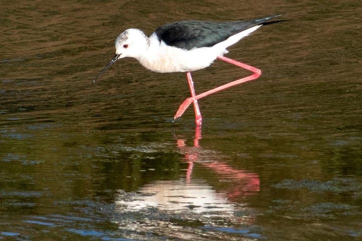 Lisbon Birdwatching Boat Tour — Tagus Estuary Birding Cruise from Lisbon photo 5