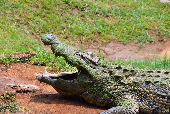 Phezulu Cultural Village & Reptile Park: Zulu Culture and Reptile Encounter Near Durban photo 5