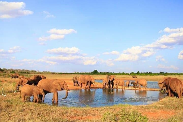 3-Day Tsavo East Safari from Mombasa — Big Five Lodge Game Drives photo 3
