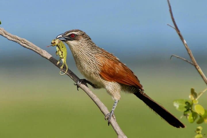 Tanzania Bird Watching Tours: Mikumi & National Park Birding from Dar es Salaam