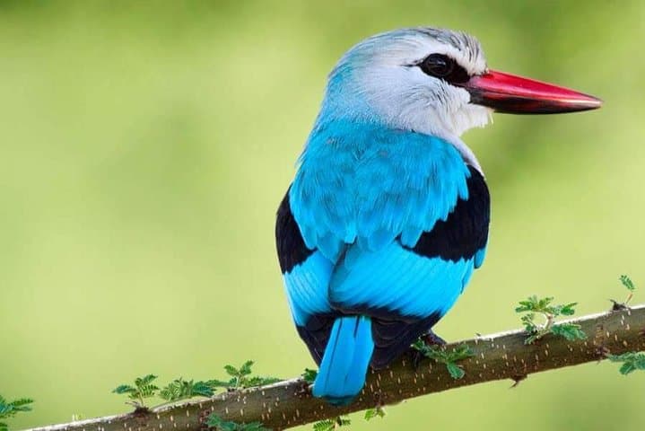 Tanzania Bird Watching Tours: Mikumi & National Park Birding from Dar es Salaam photo 2