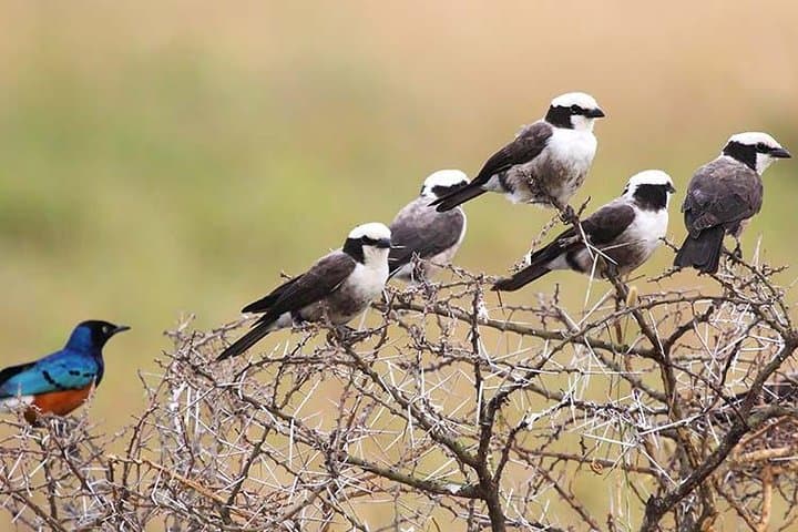 Tanzania Bird Watching Tours: Mikumi & National Park Birding from Dar es Salaam photo 3