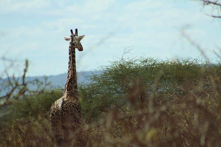 3-Day Tsavo West Safari from Mombasa — Kilaguni Lodge, Mzima Springs & Lion Rock Bush Breakfast
