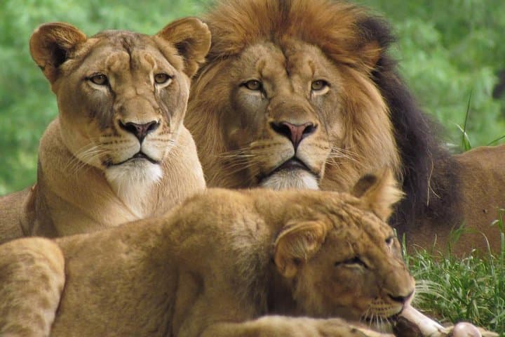 9-Day Kenya & Tanzania Safari: Maasai Mara, Serengeti & Ngorongoro Adventure photo 5