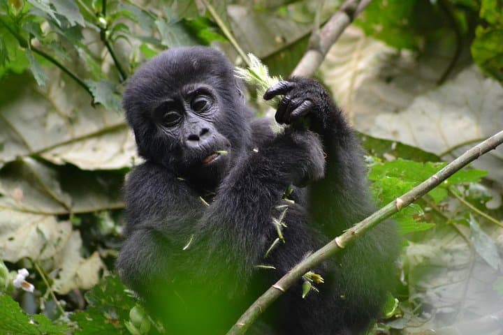 Fly-In Gorilla Safari: Bwindi & Mgahinga Gorilla Tracking from Entebbe