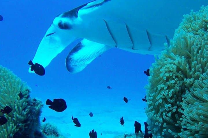 Private Bora Bora Lagoon Tour: Exclusive Snorkeling & Motu Hopping photo 6