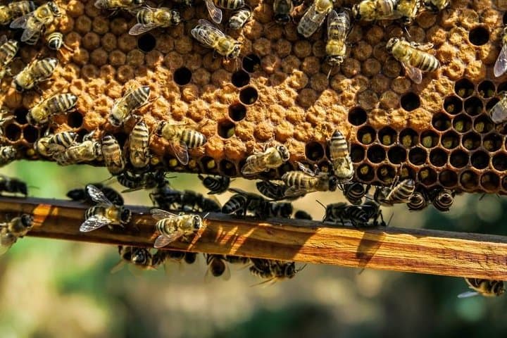 Private Beekeeping Day Trip from Bucharest — Apiary Tour & Honey Tasting photo 5