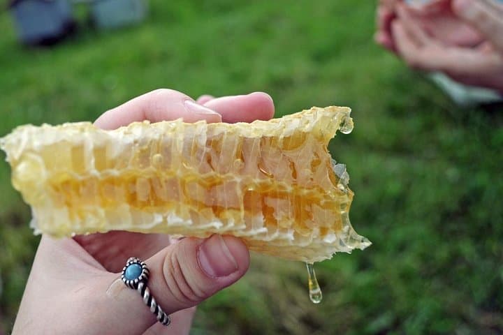 Private Beekeeping Day Trip from Bucharest — Apiary Tour & Honey Tasting photo 4