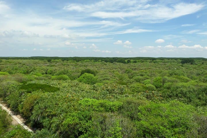 Can Gio Biosphere Reserve Day Trip: Mangroves, Monkeys & Birdwatching photo 5
