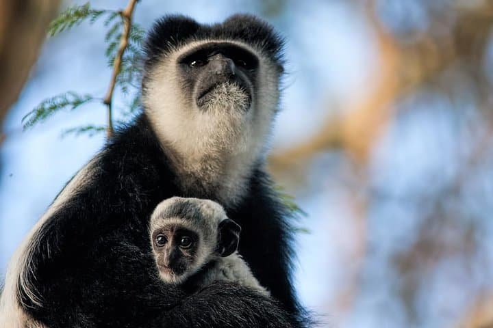 Naivasha Day Trip: Elsamere Conservation, Hells Gate Walks and Lake Naivasha Cruise photo 2