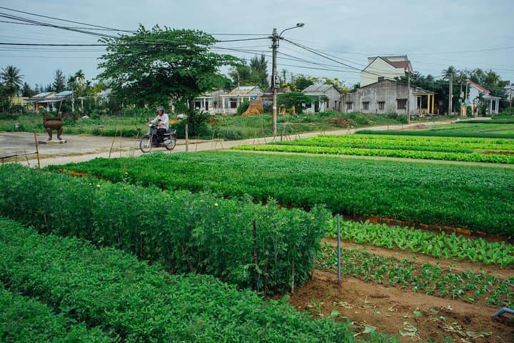 Tra Que Bike Tour & Hoi An Lantern Making Workshop: Cycling, Farming and Crafting in One Morning photo 3