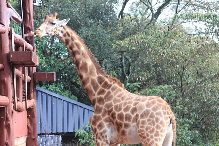 Face-to-Face with Rothschild Giraffes: Nairobi Giraffe Centre Experience photo 4