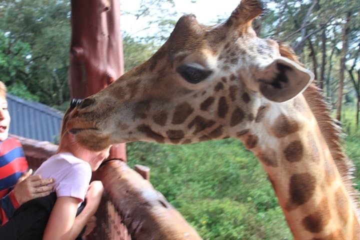 Face-to-Face with Rothschild Giraffes: Nairobi Giraffe Centre Experience photo 2