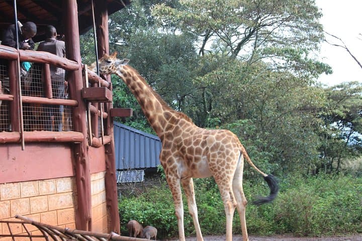 Face-to-Face with Rothschild Giraffes: Nairobi Giraffe Centre Experience