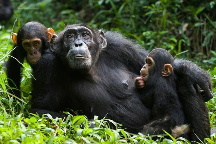 3-Day Kibale Chimpanzee Tracking: Forest Trails, Crater Lakes & Amabere Caves