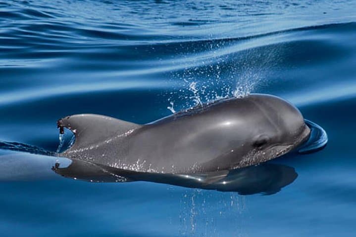 Private Yacht Whale and Dolphin Watching — 3-Hour Tenerife Luxury Charter photo 5