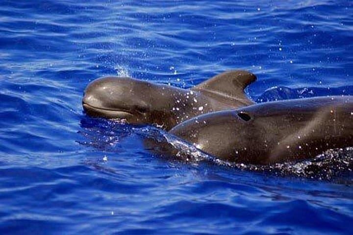 Luxury Tenerife Whale and Dolphin Watching Cruise with Swim & Snorkel photo 5