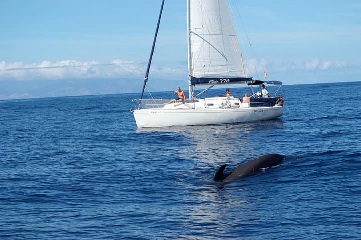 Private Yacht Whale and Dolphin Watching Tour in Costa Adeje, Tenerife photo 3
