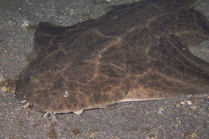 Tenerife Night Scuba Dive: Explore the Ocean After Dark photo 3