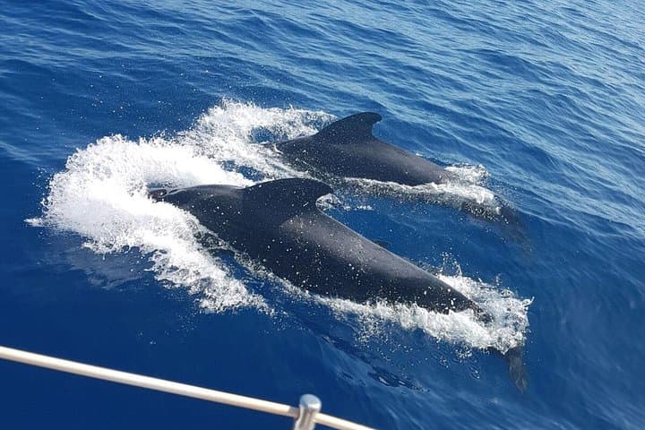 Private Yacht Whale and Dolphin Watching — 3-Hour Tenerife Luxury Charter photo 6