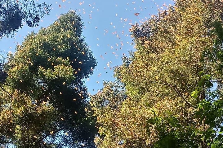 7-Day Monarch Butterfly Migration Eco Tour from Mexico City photo 4