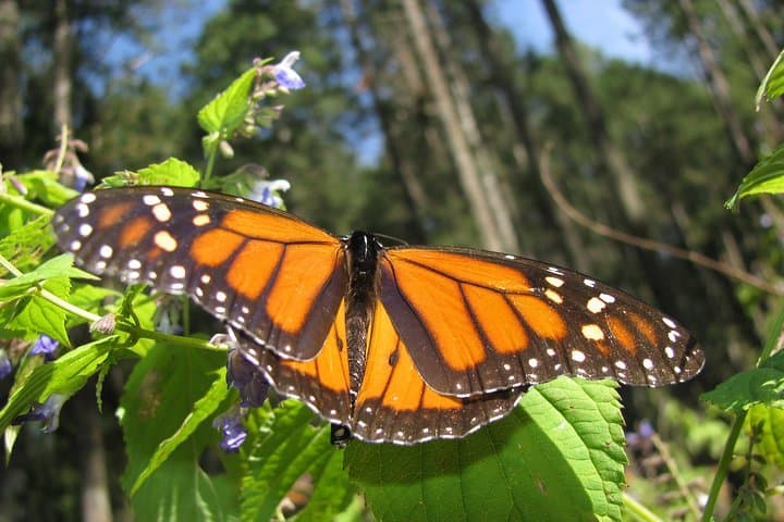 7-Day Monarch Butterfly Migration Eco Tour from Mexico City photo 5