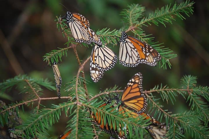 7-Day Monarch Butterfly Migration Eco Tour from Mexico City photo 6