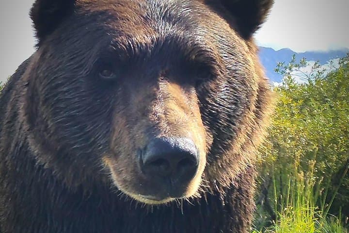 Anchorage Wilderness & Portage Glacier Day Tour: Turnagain Arm Wildlife and AWCC
