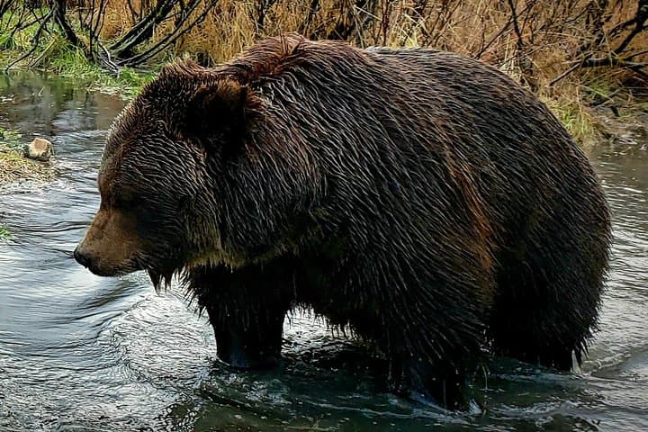 Anchorage Wilderness & Portage Glacier Day Tour: Turnagain Arm Wildlife and AWCC photo 5